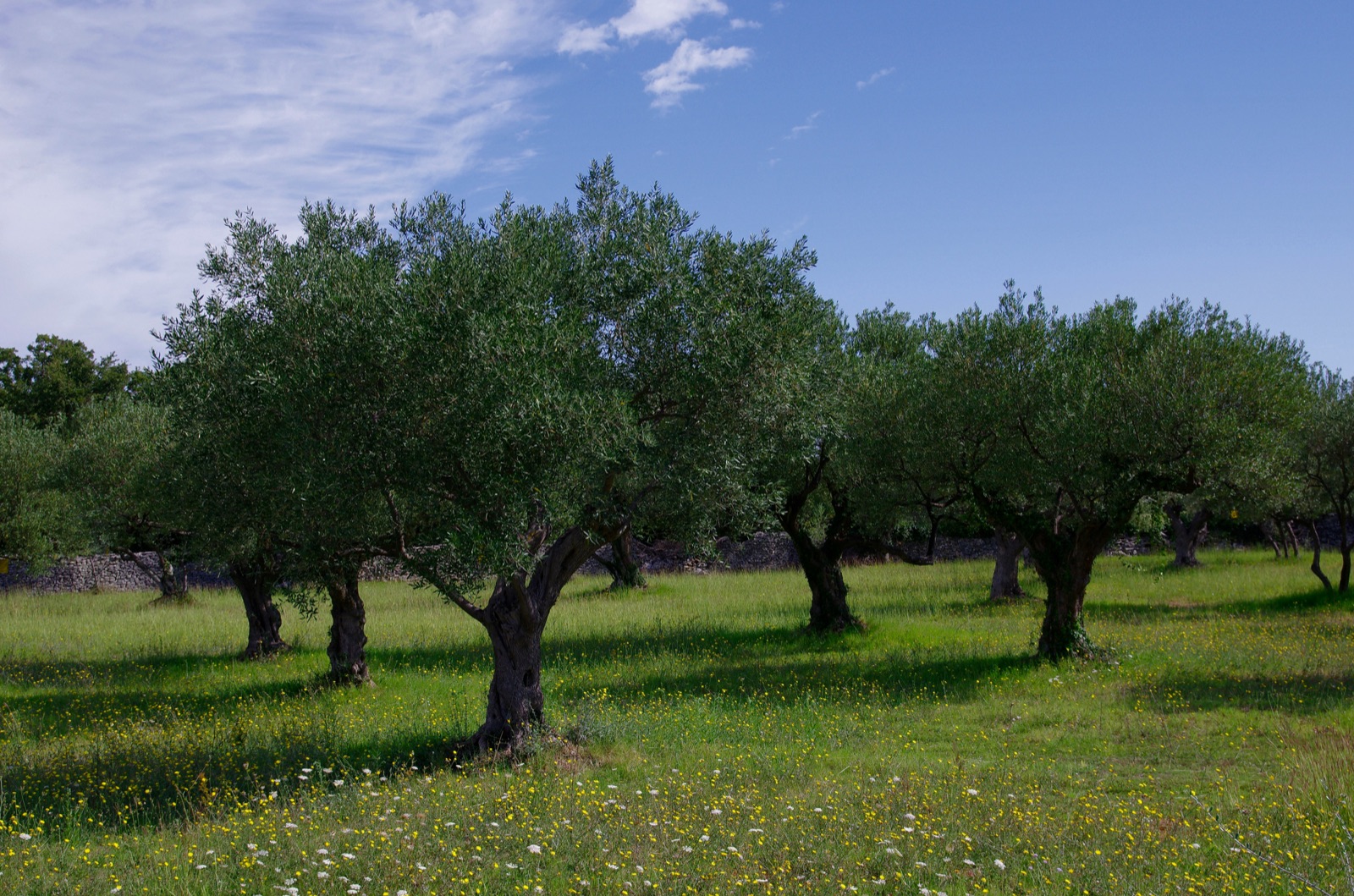 Olivares de Val d'Orcia — el alma líquida de la Toscana