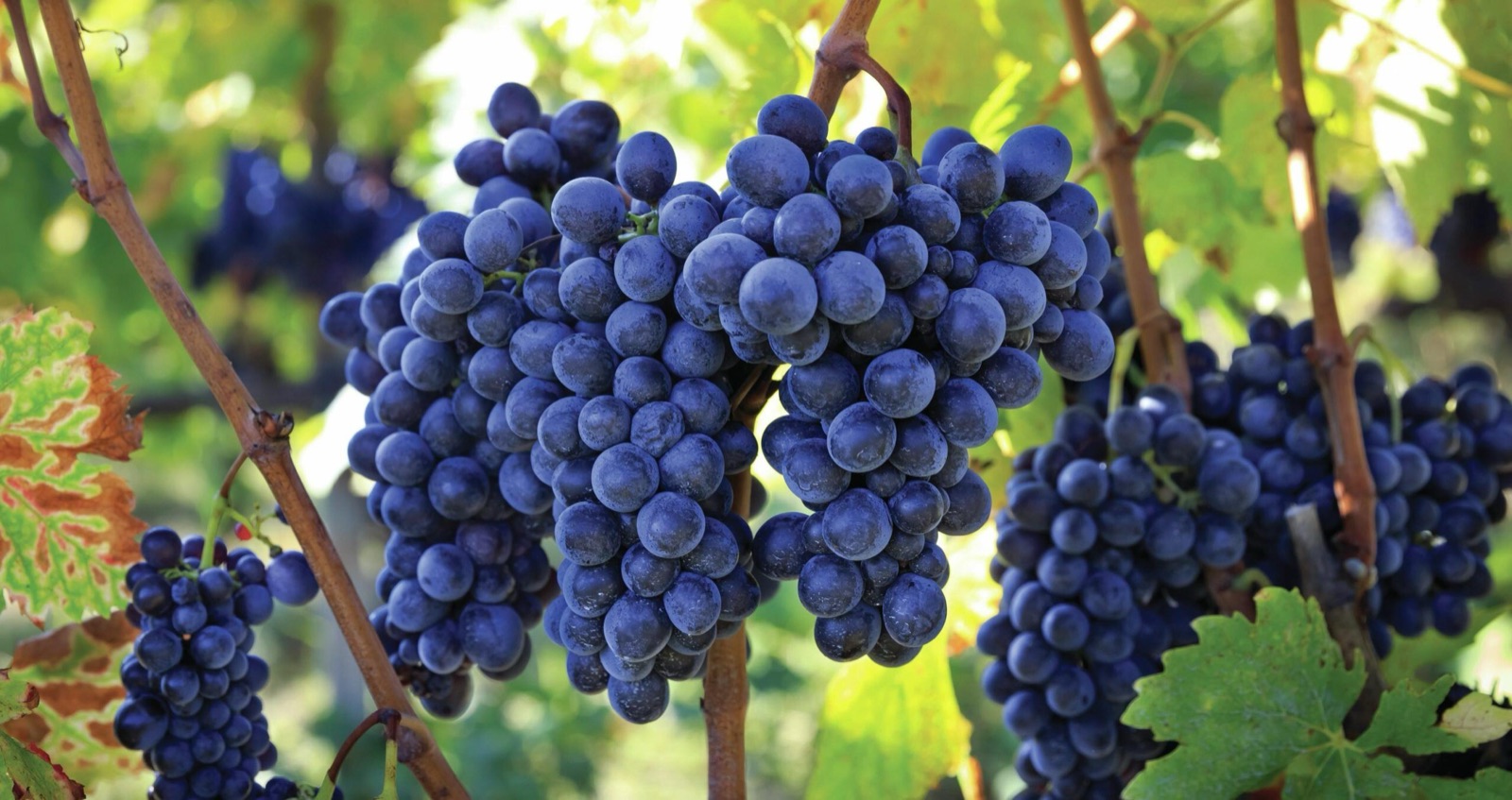 Sangiovese y mindfulness — el arte de beber con presencia