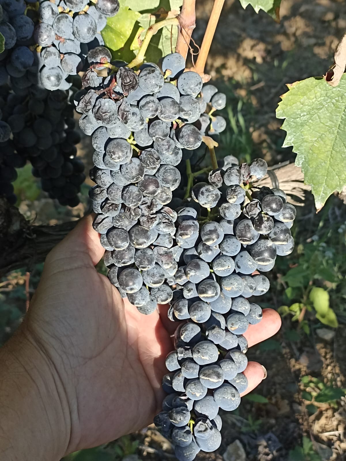 Vendimia Oria 2025 — racimos de Sangiovese en Val d'Orcia