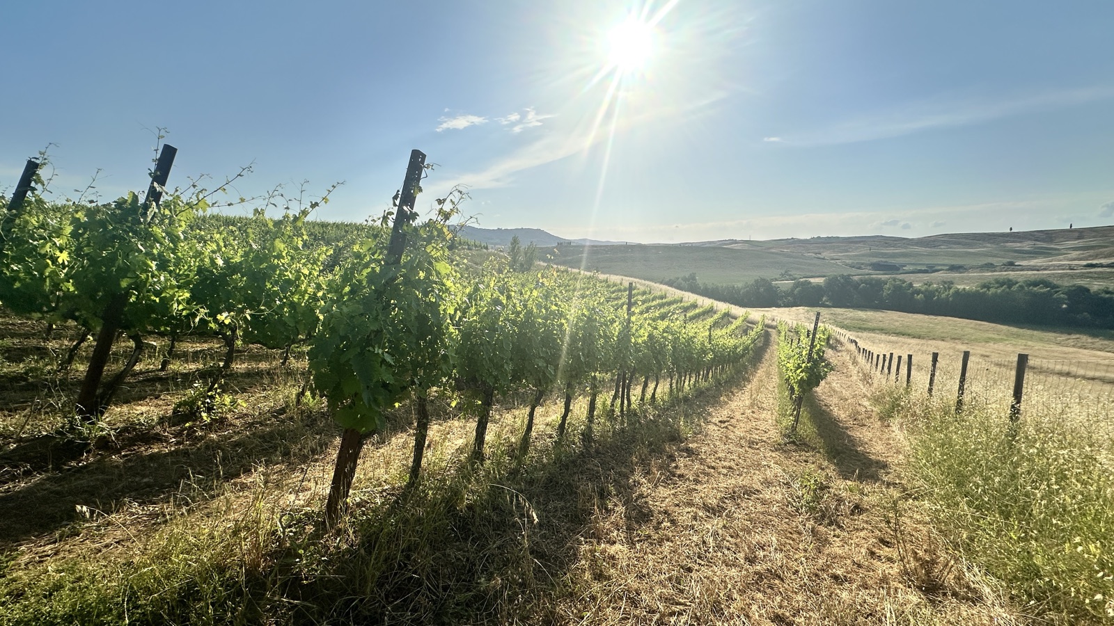 Viñedo de Oria al sol sobre las colinas de Val d'Orcia, Toscana